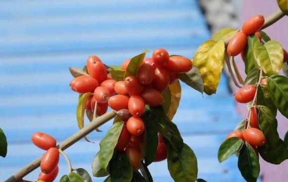 这么多年的水果,第一次见到这么奇怪的果树,我