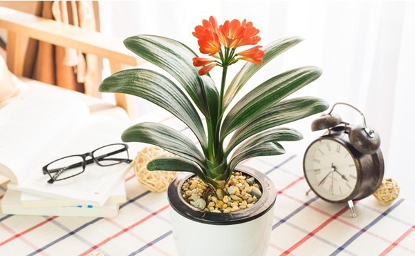 冬天开的花有哪些