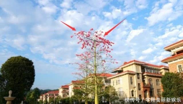 为什么移动、联通、电信,都要把4G、5G基站伪