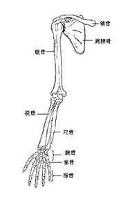 上肢骨包括上肢带骨和自由上肢骨,上肢带骨有锁骨,肩胛骨,自由上肢骨