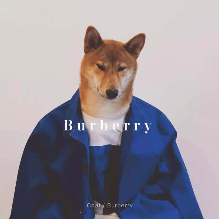 看完这只柴犬的时装发布会, 终于找到自己是单身狗的原因了.