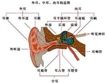 耳前庭 耳前庭位于内耳,能感受头部位置变动的情况,与维持身体平衡有