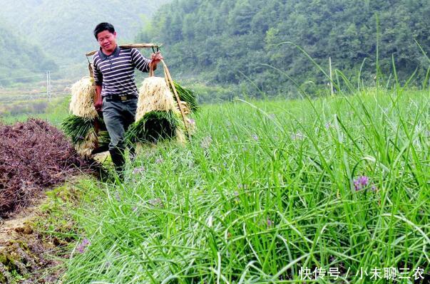 农民在地里种植这种蔬菜,亩赚6000元,比种大蒜