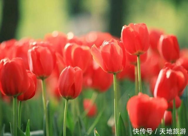 花卉摄影:醉人郁金香