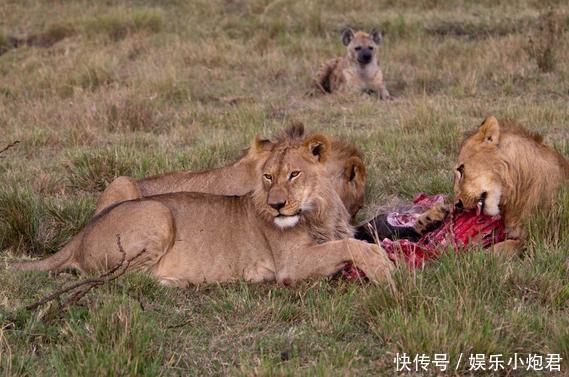 狮子正在吃肉鬣狗只能在一边眼巴巴的看着,弄