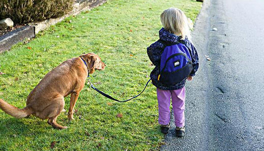 拉布拉多犬训练方法