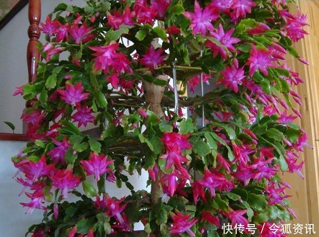 仙人掌嫁接蟹爪兰,这样养护一年窜1米,开花上