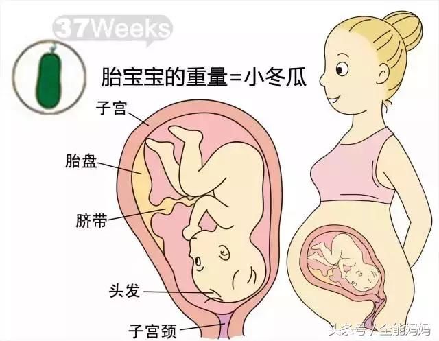 孕37周胎儿发育和妈妈变化,生男生女,接好孕!