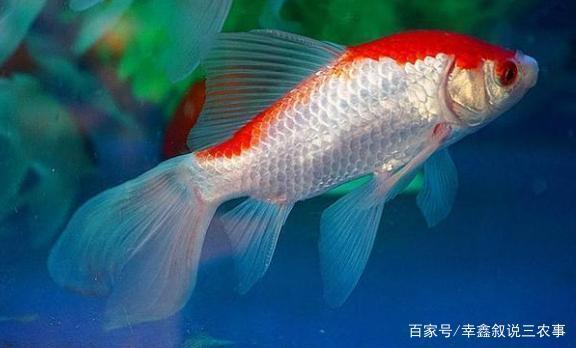 造景魚(yú)缸制作方法視頻教程大全（造景魚(yú)缸制作方法視頻教程大全圖片）