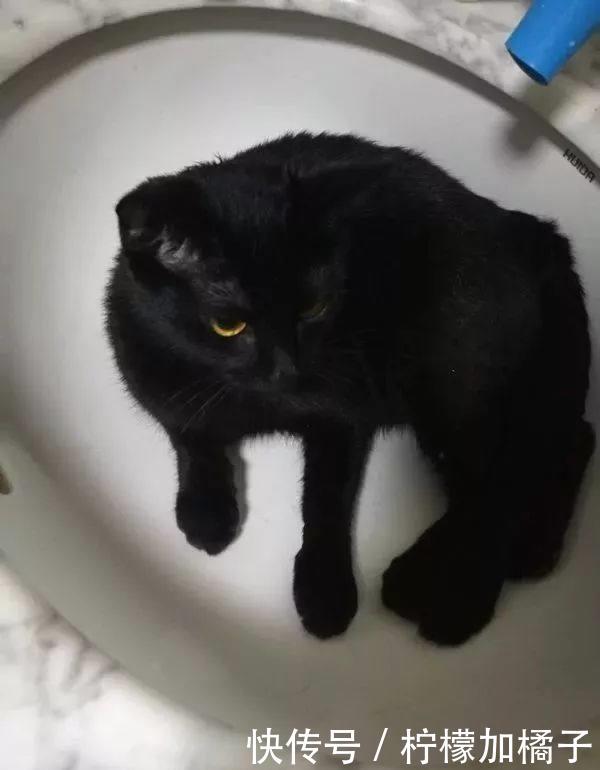 家里养一只黑猫是一种什么样的体验?满眼都是