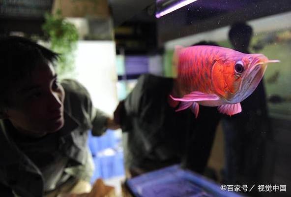 小鯊魚觀賞魚寓意（小鯊魚 觀賞魚） 白子銀版魚苗