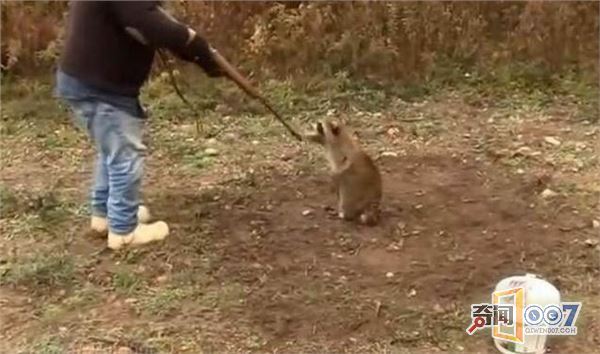 深圳克隆猪一模一样:小浣熊跪拜求饶被枪杀 - 一统江山 - 一统江山的博客 深圳克隆猪一模一样:小浣熊跪拜求饶被枪杀 - 一统江山 - 一统江山的博客