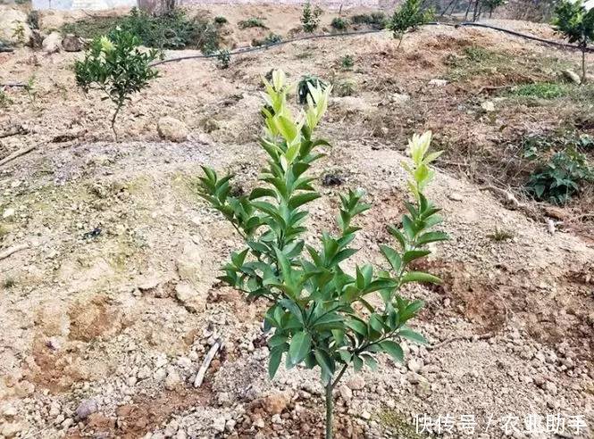 你是否也在为柑橘小老树烦恼?五大措施教你改