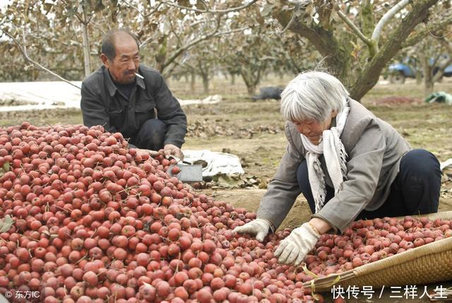 枣阳桃农将万斤桃子倒入鱼塘，何为农民不尝试向这5个方面发展