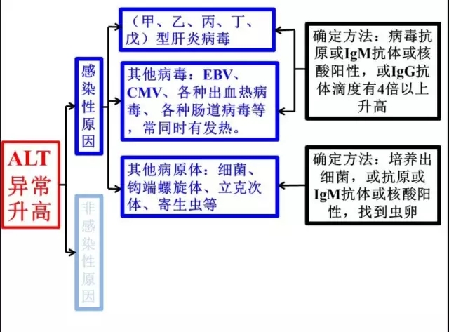 再话转氨酶升高的原因