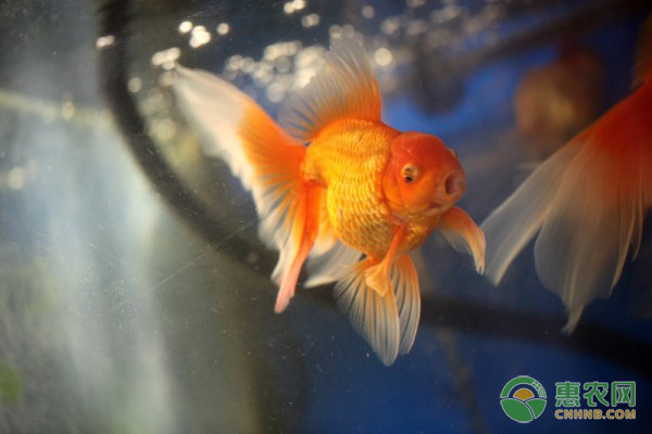 魚缸的造型怎么做好看（魚缸的造型怎么做好看又簡單） 祥龍水族醫(yī)院