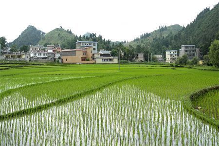 綿陽(yáng)市游仙區(qū)鳥(niǎo)魚(yú)花香花卉水族館（綿陽(yáng)市游仙區(qū)鳥(niǎo)魚(yú)花香花卉水族館電話(huà)）