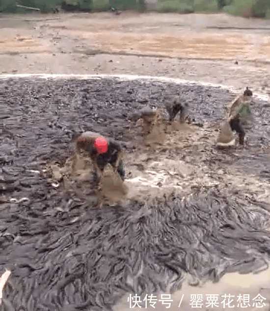 鱼塘抽干水后，密密麻麻全是这种鱼，网友泛滥成灾也不敢吃！