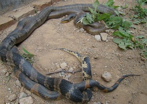 梦见打死蛇，解读梦境背后的深层含义