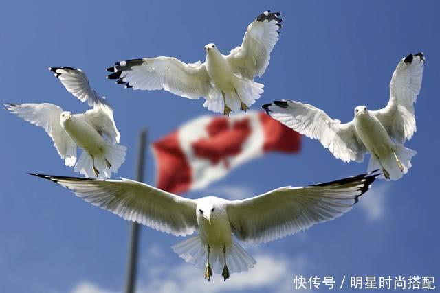 加拿大总理向中国示好?或不会跟随美国禁止华