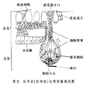 如鲨的洛伦齐尼氏壶腹.