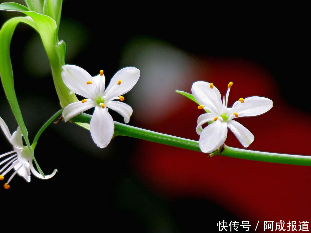 一个月吃几次它,吊兰新芽蹭蹭往外冒,轻松爆盆