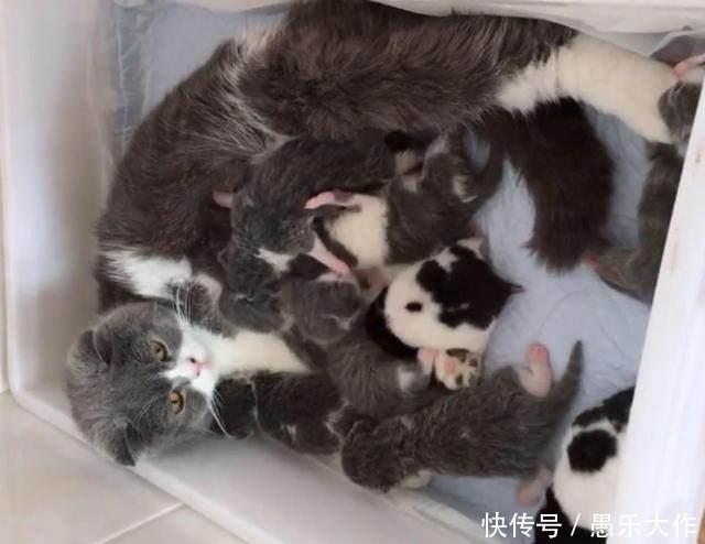 猫表情正在给小猫假装,两只仓鼠喂奶小猫喝奶妈妈包闫你了妮糟蹋图片