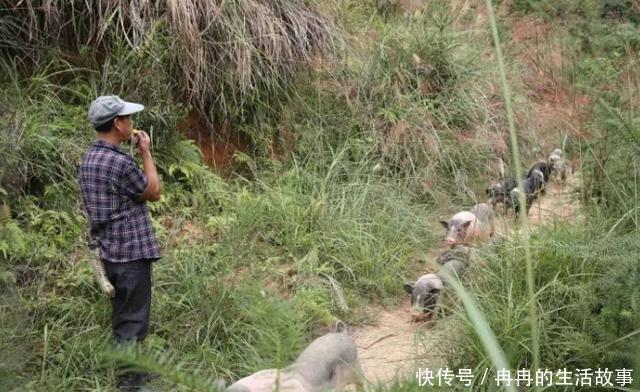 47岁的单身汉子,放弃工作决定上山养猪,众人劝
