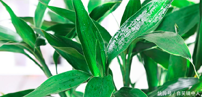 夏天富贵竹叶子发黄怎么办掌握这几个方法,嫩