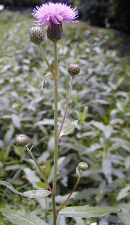 基本特点 进入词条 基本介绍   有一种常见的野菜名字叫七七芽(音)