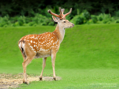 雄性梅花鹿资料_360问答