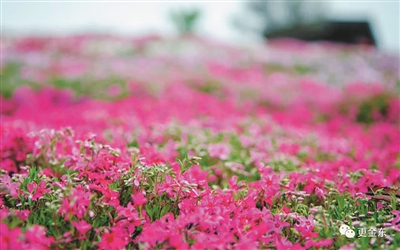 山村、栈桥、花海、古道…… 带你解锁春天最正确的打开方式