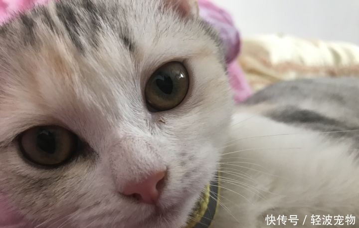 流浪猫变成了小天使:脸上长满蜱虫却被爱心主