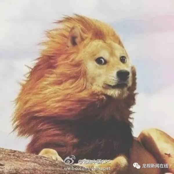 哈尔滨蓝色大风预警 春风肆虐多处大火.明天后天风更大!