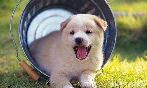 狗狗能吃鸡蛋吗 狗狗吃鸡蛋的5大注意事项!