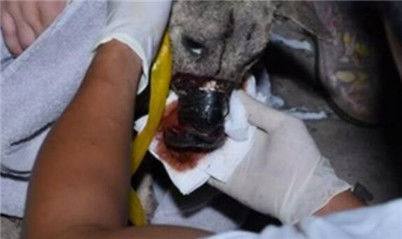 流浪狗被人用强力胶缠住嘴巴,兽医拆下胶带的