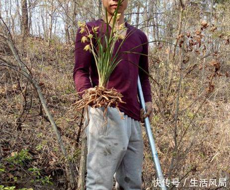 农村山上一种植物，是富人的最爱，野生的快挖完了，一株可卖上千