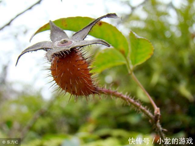 农村常见的名叫刺梨子的野果子,可以泡酒吗有