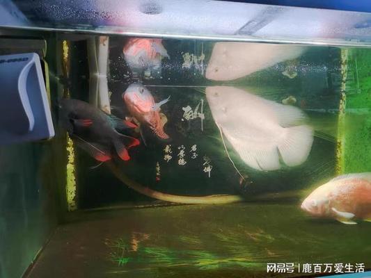 共青城森森水族箱銷售部（共青城漁具店）