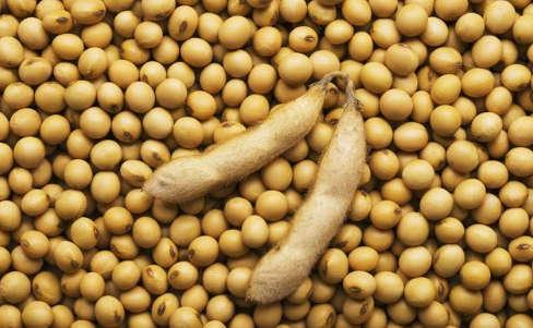 科普健康知识:为什么豆子吃多了就容易放屁?