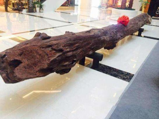 西安惊现价值1.8亿元天价\"黄花梨树王\",树龄超600年!