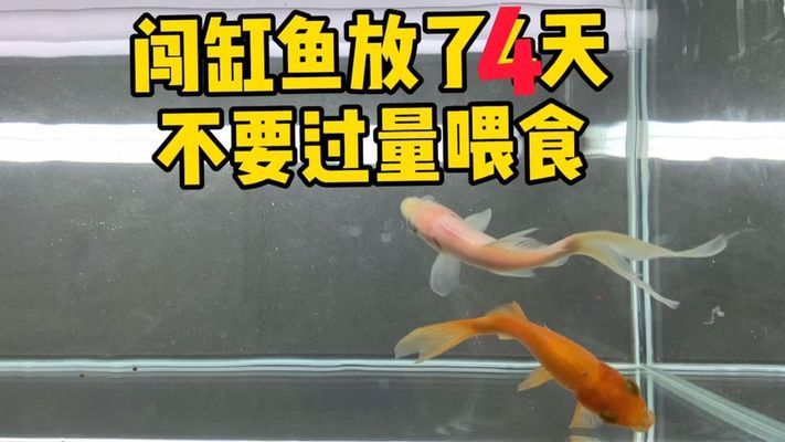 關(guān)于鯊魚(關(guān)于鯊魚的) 定時(shí)器/自控系統(tǒng)