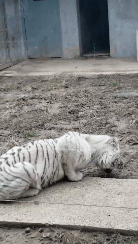 t01cf6ff83cb6ee9fc6.gif?size=280x494