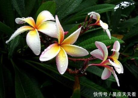 ?5月12.13.14号出门撞桃花,3生肖红鸾星动,姻缘天成,喜事成双