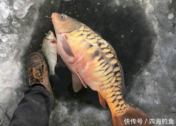 冬天里钓获的最大的一条鲤鱼 不知道这样的花鳞鲤鱼你们那有吗？