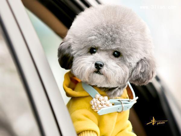 小学评选优秀班干部演讲稿_360问答