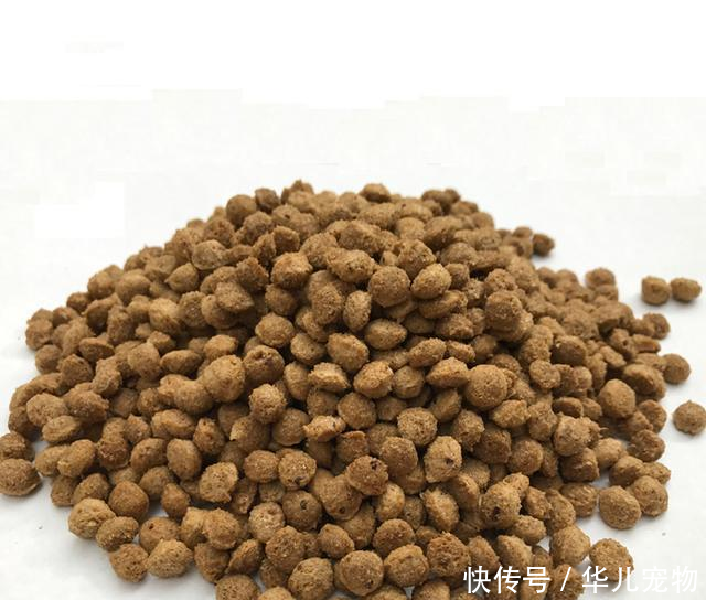 贵宾犬吃什么狗粮最好?