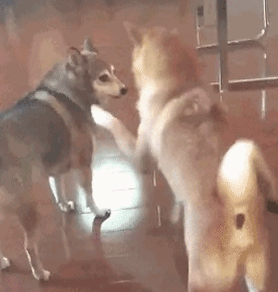 简直笑哭了 这些汪星人是猴子请来的逗比