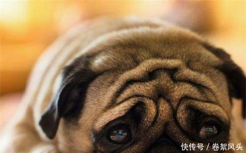 养宠趣闻狗狗咳嗽吃什么药见效快,狗狗一直卡
