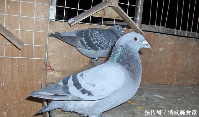 鸽子家飞之后的几种表现,说明鸽子有健康问题 胜博发123手机版官网